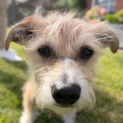 Knoppers, der Bürohund von HMH